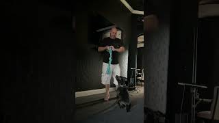 Training Gage with Hand Gestures and Sound #fyp #puppy #staffy