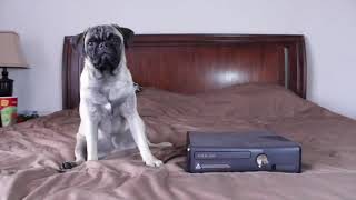 PERRO QUE SE RESPETA!!! (Alex)