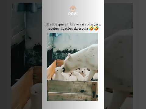 #humor #cães #comedia #engraçado #memes #pets #dogs #viral #shorts #fyp