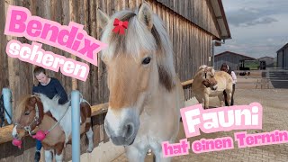 Shetty Bendix wird geschoren, mein Pferd hat einen Termin | Stall Vlog