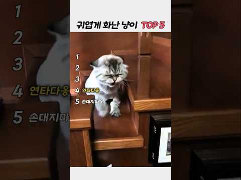 귀엽게 화난 냥이 TOP5 | 삐짐·냥펀치 리액션 모음