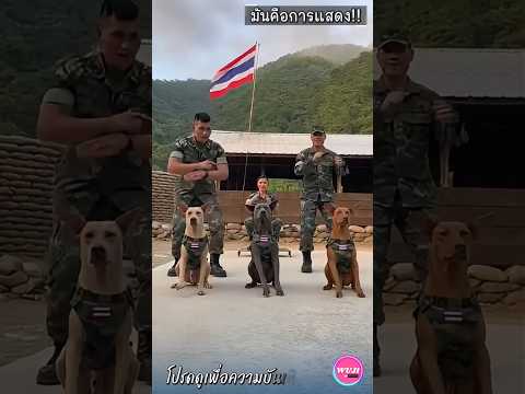 พร้อม...โยก!! (หัวเราะวันละนิดจิตแจ่มใส) #คลายเครียด #ตลก #ทหารไทย #หมา #funny #comedy #dog