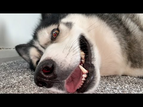 The Weirdest Positions My Husky Finds Comfy!