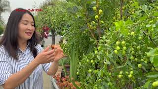 Vườn Cây Ăn Trái Phượng Cali Hè 2025