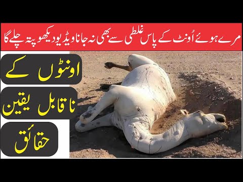 کیا آپ جانتے ہیں کہ مرا ہوا اونٹ اتنا خطرناک کیوں ہو تا ہے؟