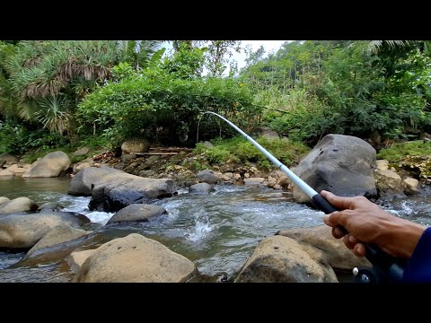 Mancing Nilem Dengan Tekhnik Gantungan Begini Settingan Pancingnya #LM19