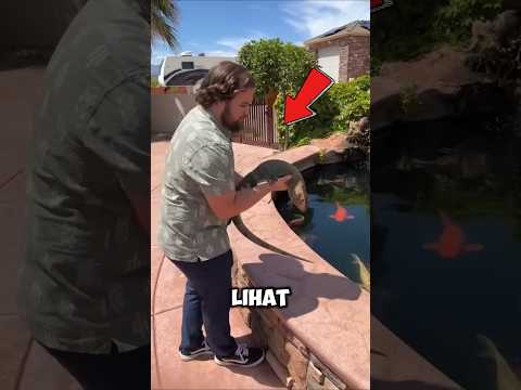 Dia melepaskan kadal ke dalam kolam‼️😱