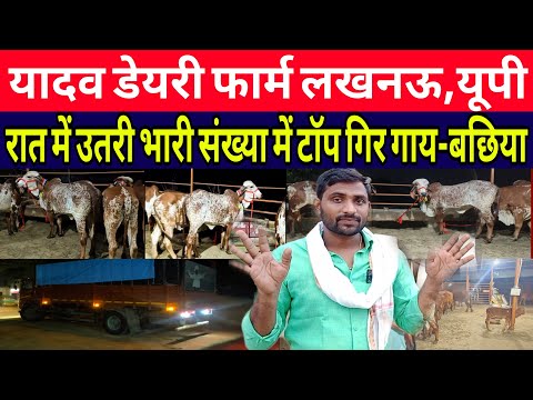 भारी संख्या में टाॅप गिर🥇गाय की गाय बछिया उतरीं लखनऊ में/yadav#dairyfarm lucknow up/dairy farm up ||