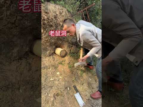 My wife said that the sweet potatoes in the field were almost eaten by the mouse and asked me to