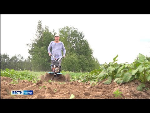 Учёные Коми рассказали, как окучивать картофель для хорошего урожая