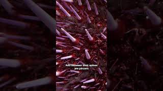 Long Journeys of Tiny Spaceship-Shaped Sea Urchin Larvae | #DeepLook #Shorts