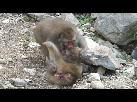 【地獄谷野猿公苑】☆ トックリ00物語 ~第3章　第16話~ ☆　～ニホンザル～ / snowmonkey