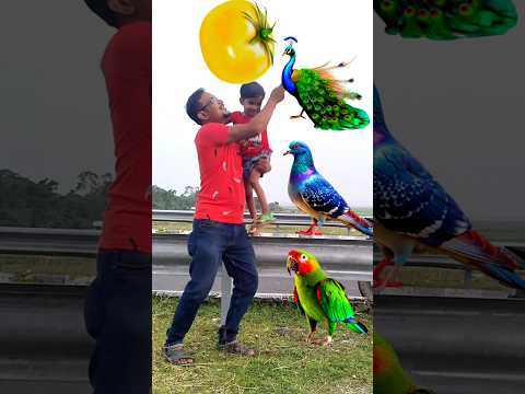 Rounding green yellow tomatoes to Duck, Peacock, Pigeon & Parrot - Birds names magic video