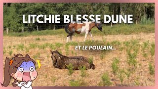 LITCHIE ATTAQUE ET BLESSE DUNE ET SON POULAIN… 😱😭