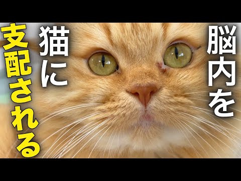 【ストレスから解放されたいあなたへ】脳と心が回復する癒しの猫動画