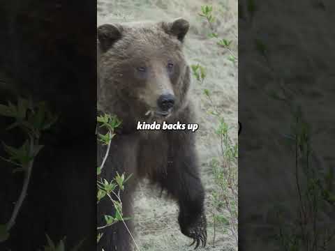 Hunting Grizzlys With A Bow