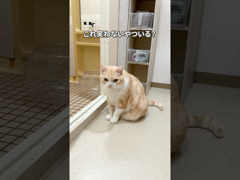 これ笑わないやついる？ #猫動画 #music #猫 #cat #猫好きさんと繋がりたい #ネコ #元気になる動画 #猫のいる生活 #好きな子猫