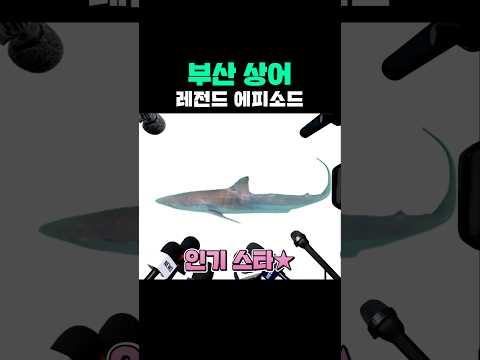 <strong>부산</strong> 상어 레전드 에피소드