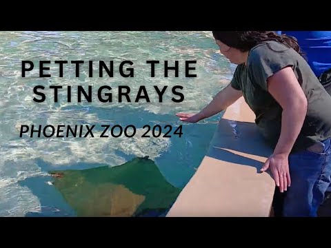 Petting the Stingray's at the Phoenix Zoo 2024