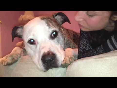 Pun the best Pit Bull fights cancer