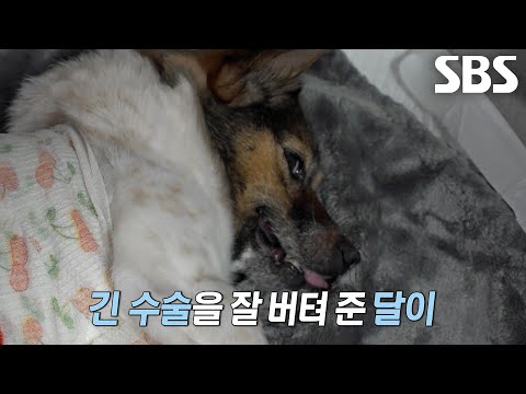 <strong>달이</strong>, 장시간 수술 버틴 후 찾아올 행복 가득 새로운 내일♥