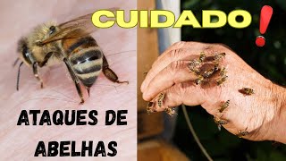 ATAQUE DE ABELHAS! ESSES INSETOS EXÓTICOS PODEM CAUSAR ACIDENTES BEM GRAVES! POR QUE ISSO ACONTECE?