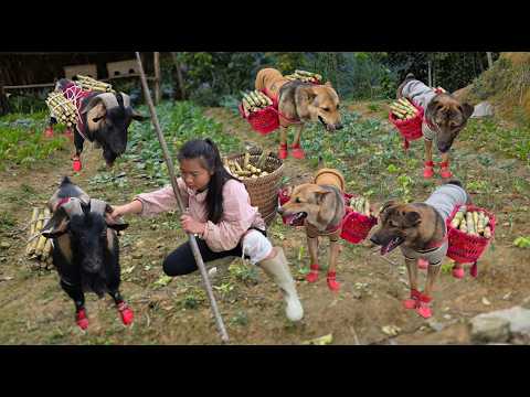 The goat and the dogs helped the girl carry sugarcane down to the market to sell and earn money.
