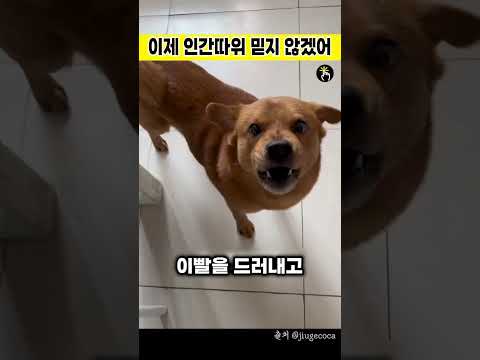이제 인간따위 믿지 않겠어