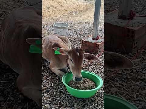 Sokhonya farm #farming #pig #funny #farmlife #meat #cute