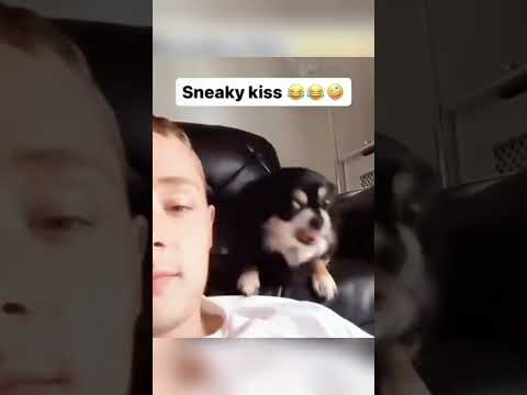 A dog requesting a kiss 🐶 #dog #love #doglover #fyp