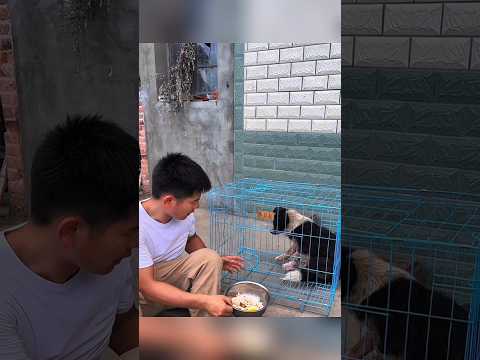 Kisah Anjing Penjaga yang Dikhianati, Lalu Diselamatkan”
