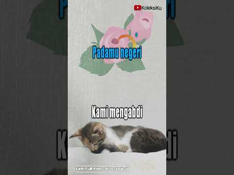 Video Anak Kucing Lucu Editan | Lagu ♬ Kusbini – Bagimu Negeri ♬