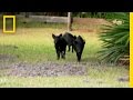 Wildlife Control and Hog Capture Strategies