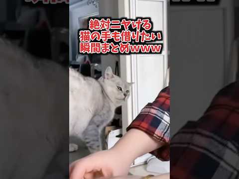 猫の手も借りたい瞬間まとめwww #猫 #猫のいる暮らし #猫動画 #ねこ #可愛い #かわいい #癒し #ペット #動物 #2ch #shorts