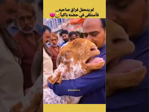 لم يتحمل فراق صاحبه💔 فأستلقى في حضنه باكياً 😢 #ماعز