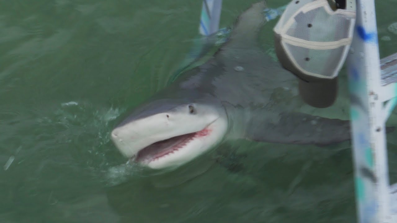 SHARK Fishing from LADDERS in the Keys