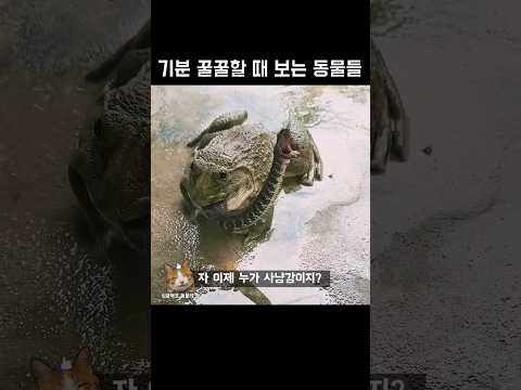 기분 꿀꿀할 때 보는 동물들