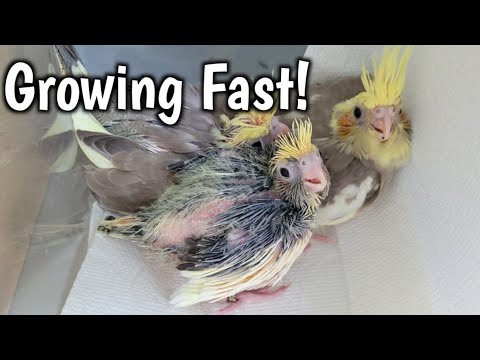 Monty and Willow's Babies Growing Fast! | 3-4 Week Old Cockatiels
