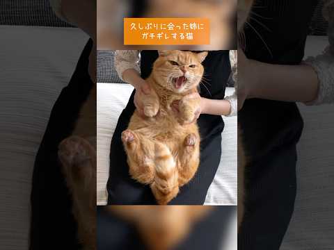 久しぶりに会った姉にガチギレする猫