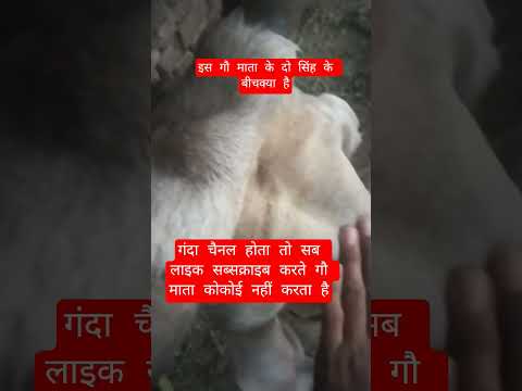 इस गौ माता के दो सिंह के बीचक्या है #13million #motivation #cow #100millon #gaumata #animals