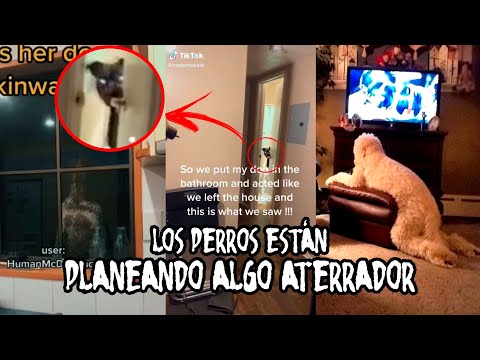 EL PERTURBADOR Fenómeno VIRAL de los PERROS que Actúan como HUMANOS en Tik Tok