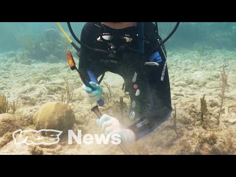YouTube video thumbnail: Meet the Bahama Coral Farmers Regrowing the Ocean's Reefs