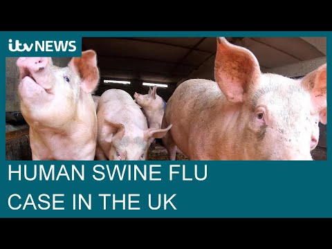 First human case of H1N2 swine flu detected in UK | ITV News