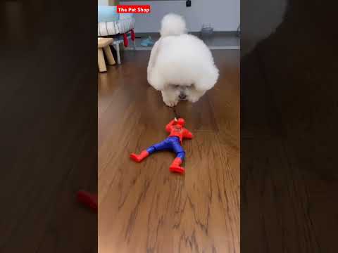 Puppy and Morden Toy | puppy reactions on toy | #cuteanimal #shortvideo #shorts  #shortsfeed