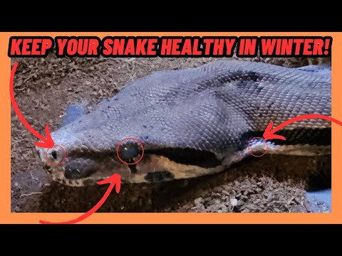 HELP YOUR SNAKE STAY HEALTHY DURING WINTER!