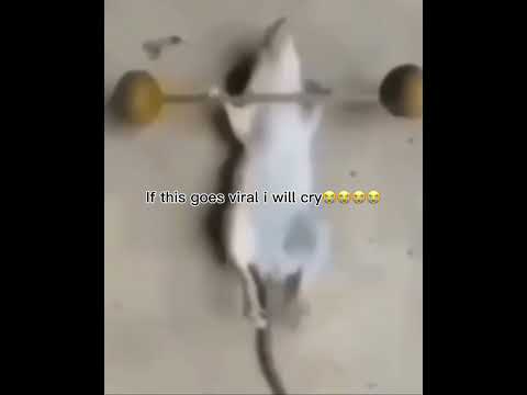 If this goes viral i will cry ððð#funny #memes #comedy #youtubeshorts #mice