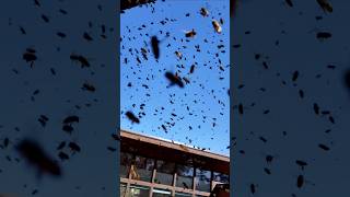 We Caught a Swarm of Bees Mid-Flight
