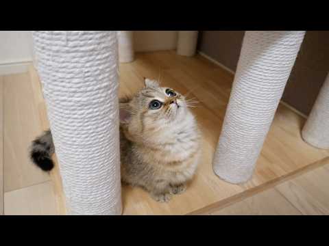 When kitten Choco went to the top of the cat tower, which she had longed to do.