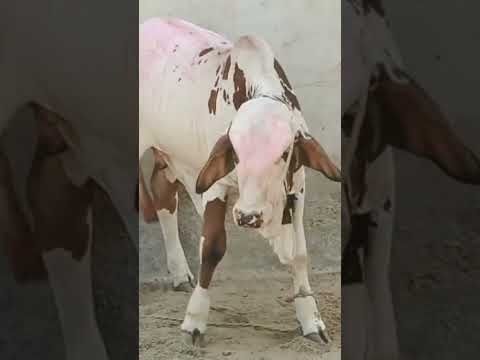 season 2026#bakraeid 🐄👌