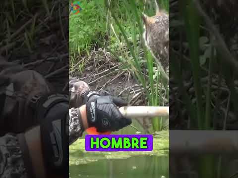 Estaba herido en medio de un lago hasta que... 😢😢/ #reflexiones #animales #historiareal #rescate